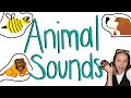 ANIMAL VIDEO FOR KIDS: Guess the Animal Sound! with Miss K