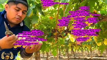 Grape Detection, 1by1, Realtime