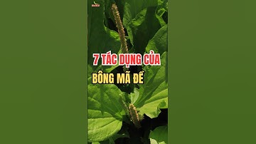 7 Tác dụng của cây mã đề