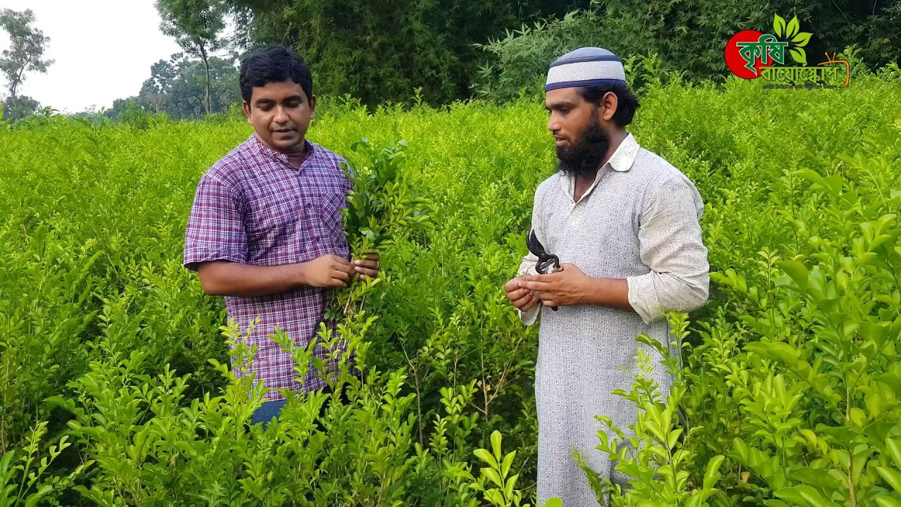 কামিনী(orange jasmine) - পাতা বিক্রি করে বছরে ০৪ লাখ টাকা আয়(বিঘায়)-অবিশ্বাস্য লাভজনক চাষ