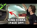 KING COBRA FACE OFF!!!(REPTILE HOUSE UPDATE)