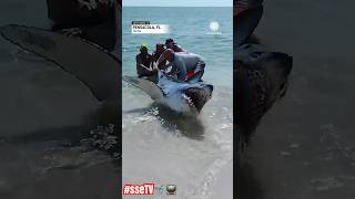 Famous Florida couple helps shark back in to ocean! #shark #shorts @slimeseteasttv ​⁠🐍 Net Worth