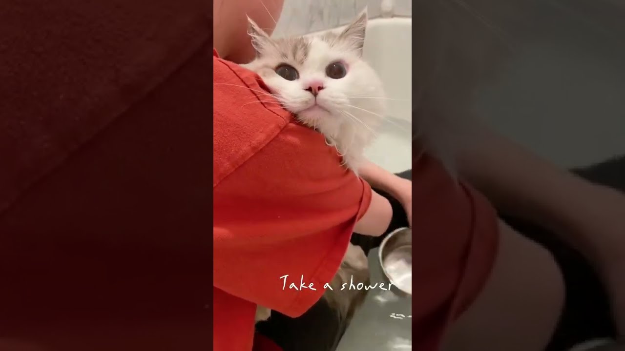 Milo's Cozy Journey with Drybo Plus 