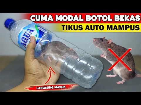 Video: Jebakan tikus. Melawan tikus di dalam rumah