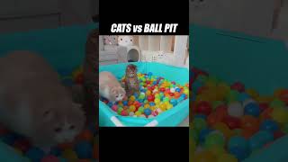 What&#39;s bouncier, a hundred toy balls or one fluffy boy? #kittisaurus #cats #ballpit #challenge