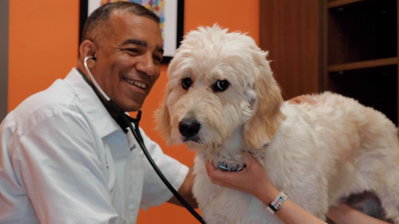 Pershing Animal Hospital | Your Chicago, IL Veterinarian