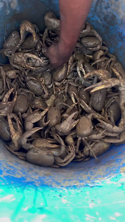 It’s crab Season in Jamaica massive ! Crab lovers represent