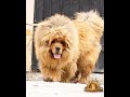 тибетский мастиф🦁будущая мамочка|Tibetan mastiff future mother #tibetanmastiff #tibetanmastiffpuppy