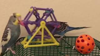 Parakeet pushes friend off of cage FUNNY