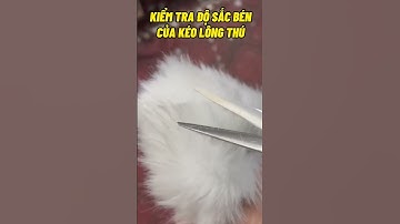 Test kéo cắt lông thú cưng sắc bén sau khi mài kéo cắt lông thú cưng