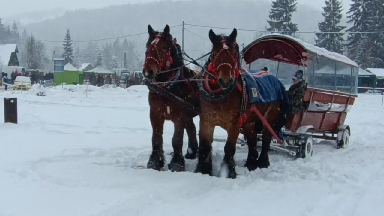 Коні Ваговози.Istebna 15.02.2026 Кіні змагання.