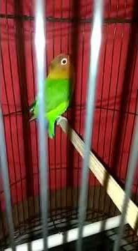Lovebird edan