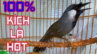 Chim Khướu Hót  HAY- NHIỀU GIỌNG.giọng rừng kích khướu bổi luyện khướu bổi hót căng lửa