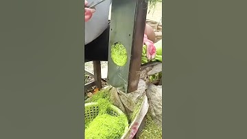 cool skill to slice leaves until soft with simple tools #shorts