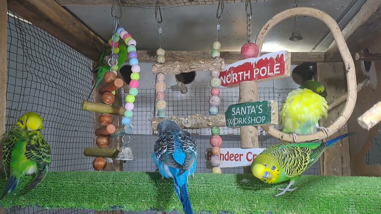 “Talkative parrot vibes 💬🦜 #FunnyPets #Trend”