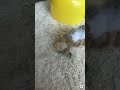 Rodan 1956 Meganulon terrorisiert das Dorf stop motion