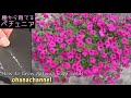 種から育てるペチュニア❢How to Grow Petunia from Seeds🌱🌱🌱