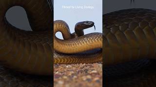 Download Lagu The most venomous snakes are not automatically the most dangerous MP3