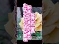 大好きなバラはこれ! #園芸 #ガーデニング #バラ #shorts