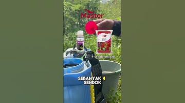 Bebas Rontok Bunga! Ramuan Pupuk Pelebat Bunga Cabe Musim Kemarau