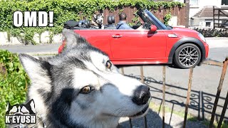 Husky Did NOT Expect His Best Friend To DRIVE Past!