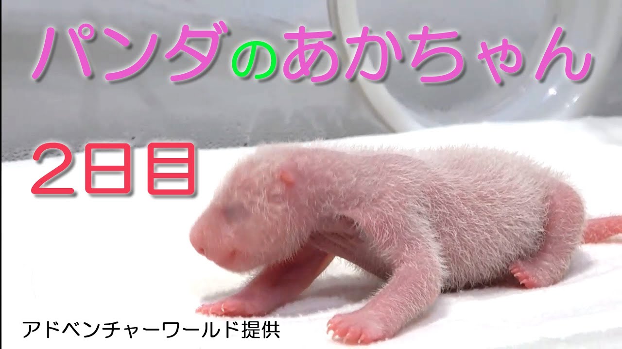 アドベンチャーワールド パンダの赤ちゃん 2日目 Youtube