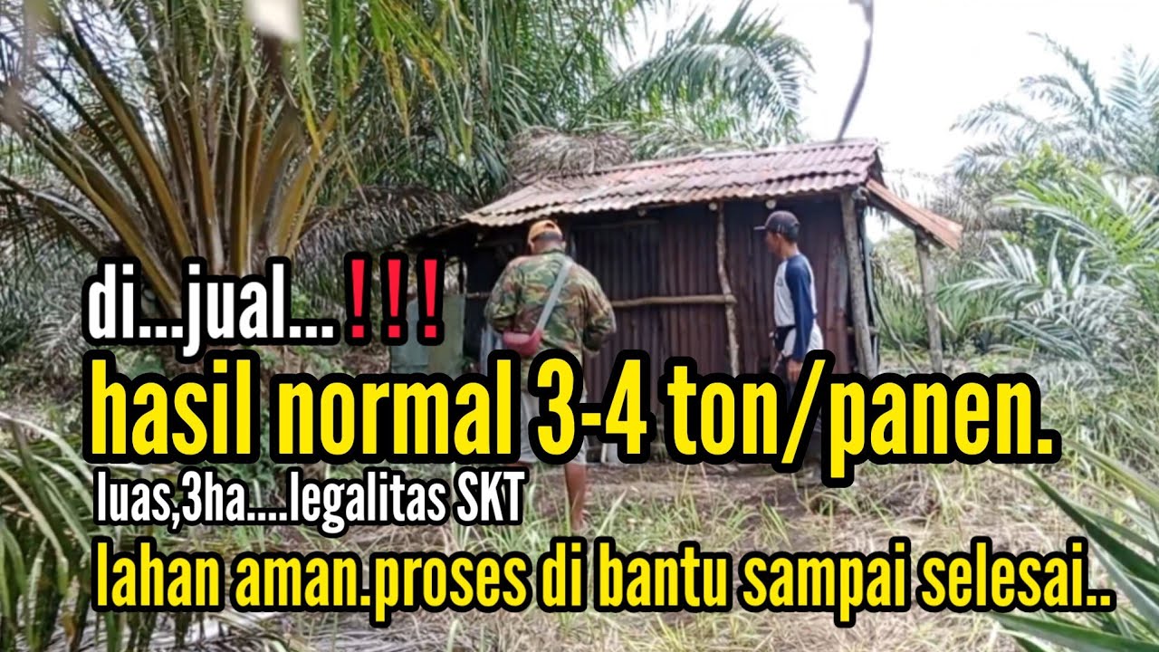 kebun sawit mantap lokasi strategis.sudah panen.40 menit dari pusat kota ketapang kalbar.