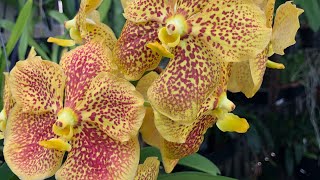 картинка: Орхидея Ванда ( Vanda)