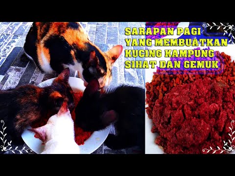 Video: Makanan Tambahan Untuk Haiwan Peliharaan?