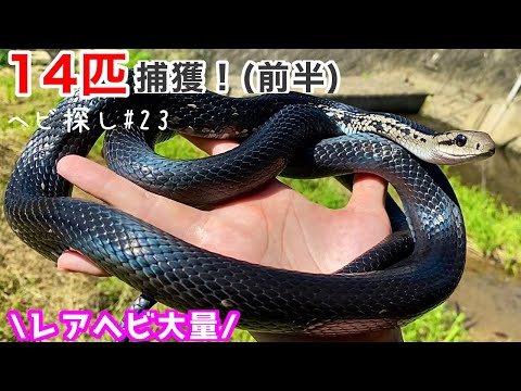 ３匹の蛇 mqdefault.jpg