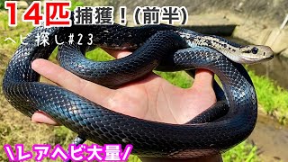 ヘビ14匹捕獲