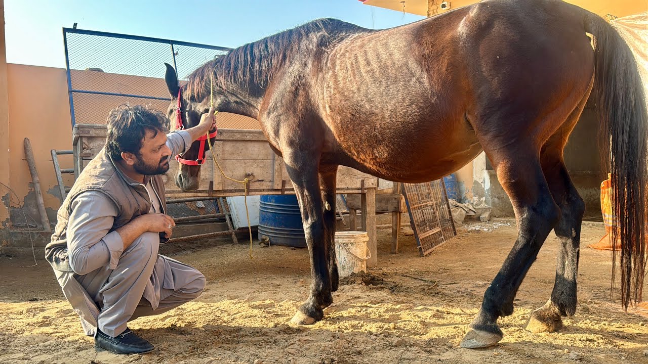 Kajal Ki Delivery Date Final! ✅ | Doctor Sahab Ne Hamari Pareshani Khatam Kar Di 