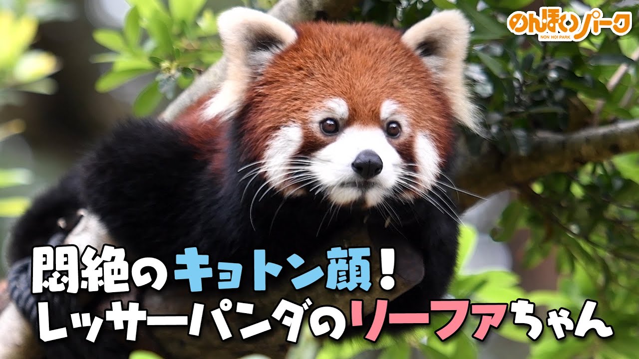 のんほいパーク かわいいぃぃぃ悶絶のキョトン顔 レッサーパンダのリーファちゃん Youtube