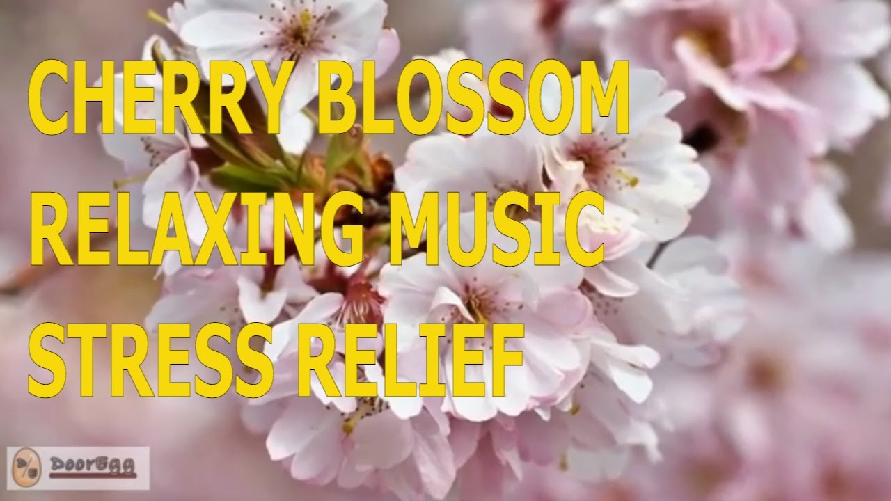 CHERRY BLOSSOM Images with Relaxing Music for STRESS Relief YouTube