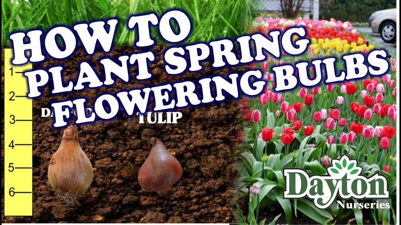 How to Plant Spring Flowering - YouTube