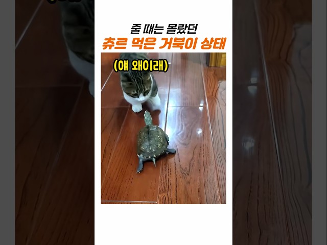 냥냥이 옆에서 거북이가 츄르를 먹으면 생기는 일
