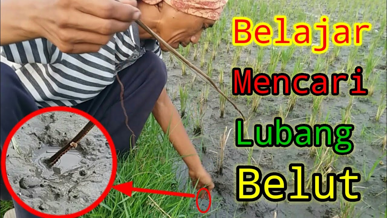 Cara Mencari Lubang Belut Babon Di Sawah -Tanda Lubang belut Part 2‎@INDAH CHANNEL TV 