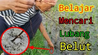 Cara Mencari Lubang Belut Babon Di Sawah -Tanda Lubang Belut Part 2 Channel Tv 