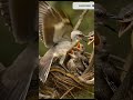 Epic Bird vs Snake Fight | Nature’s Ultimate Battle 🦜🐍  #birds #crime
