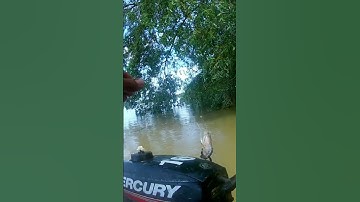 Sepit Biru Penghuni Sungai Teluk Intan Perak