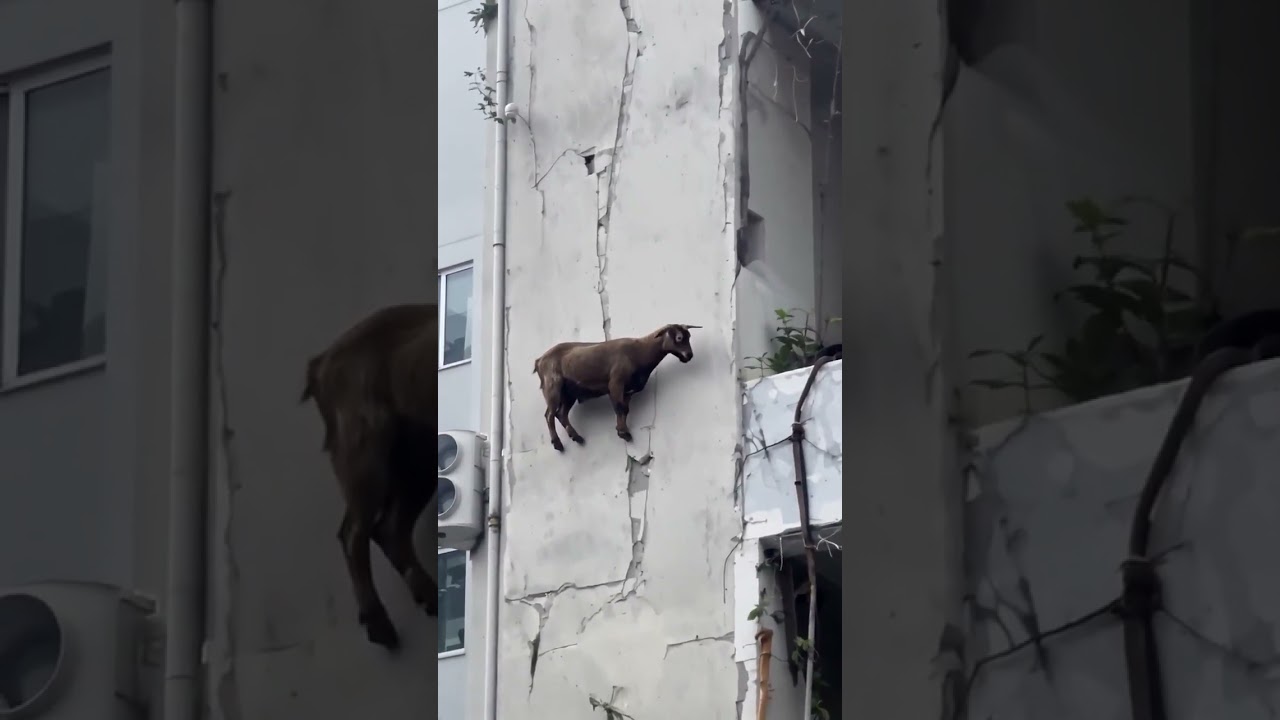 Goat on Building Wall 