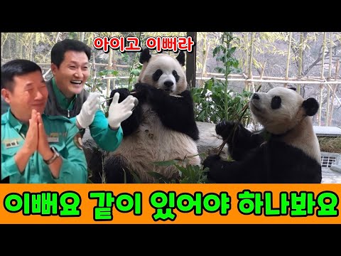 에버랜드 판다월드 2026년 3월 7일 루이 후이 같이 있으니 더 예쁘네요.세컨하우스 