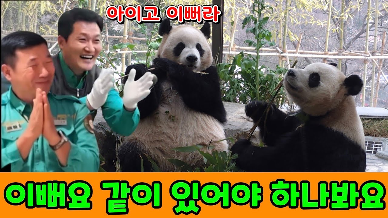 에버랜드 판다월드 2026년 3월 7일 루이 후이 같이 있으니 더 예쁘네요.세컨하우스 