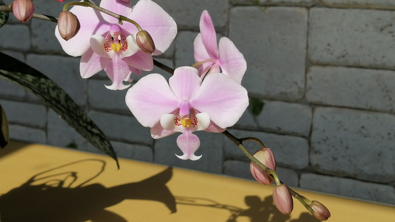 Обзор цветения орхидеи Schilleriana x sib.