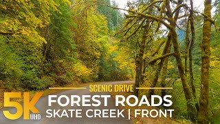 Wild Forest Roads of Skate Creek Area in 4K - Scenic Drive with Fall Foliage Colors (Front View)