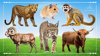 Cute Baby Monkeys: Leopard, Hamster, Bighorn Sheep, Lynx & Highland Cow  Animals Paradise