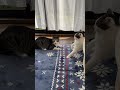 下剋上に失敗する子猫