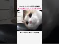 ホームカメラで見守る執事ももう心配しなくなったww #猫 #ねこ #猫動画