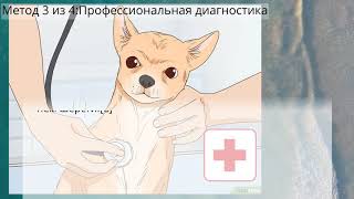 Как определить, что сука беременна - Уход за собакой Как определить, что сука беременна - Уход за собакой