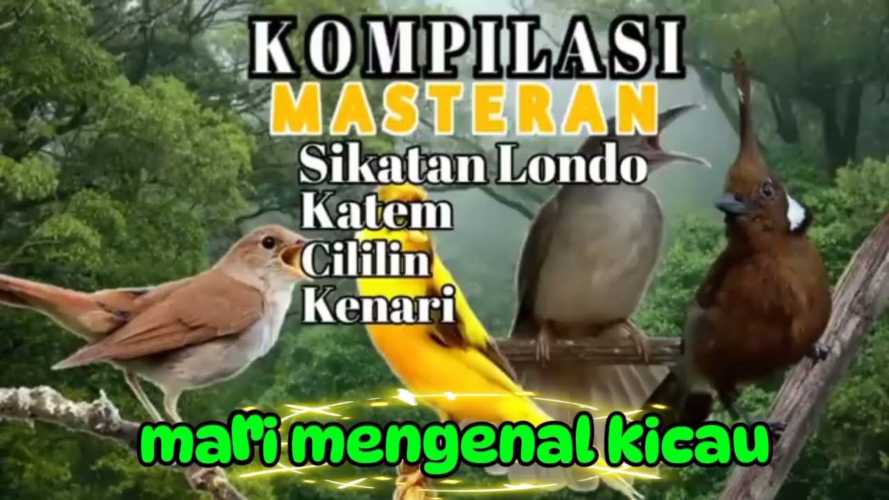 Kompilasi Masteran Sikatan Londo, Katem, Cililin & Kenari Gacor Pancingan #masteranburung